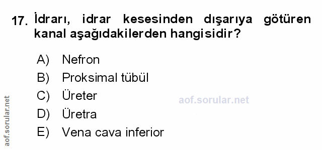 Soru 17