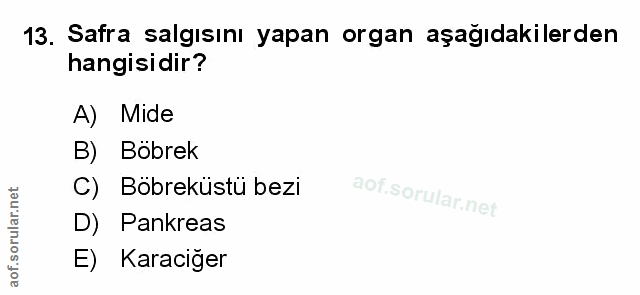 Soru 13