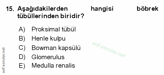 Soru 15