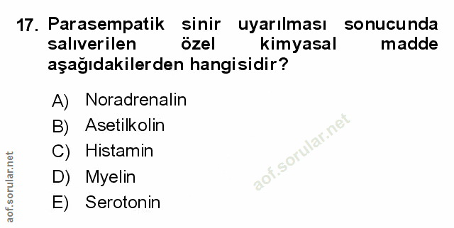 Soru 17