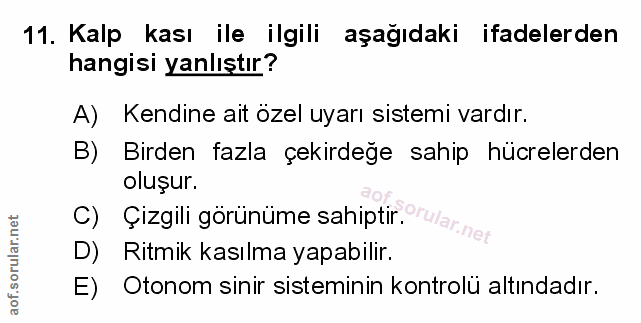 Soru 11