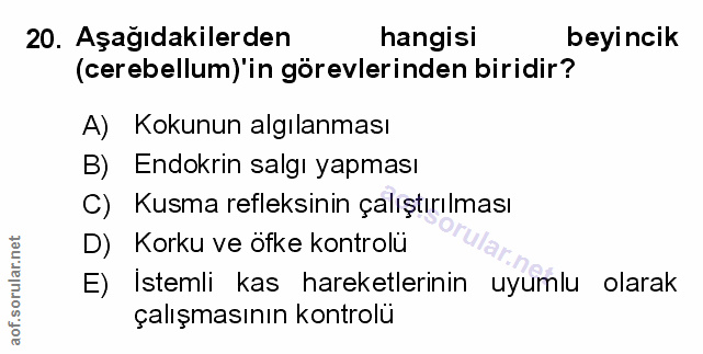 Soru 20