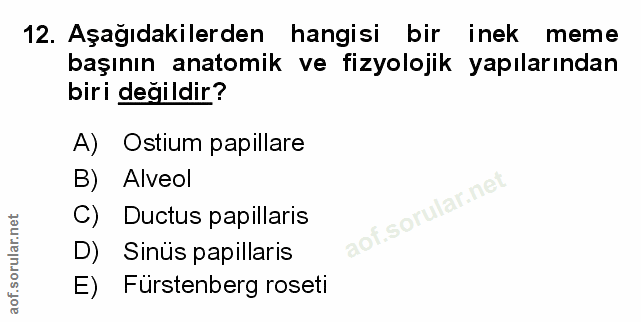Soru 12