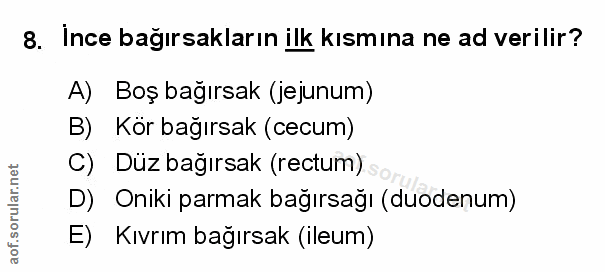 Soru 8