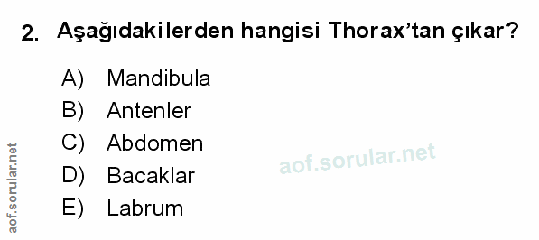Soru 2