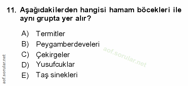Soru 11