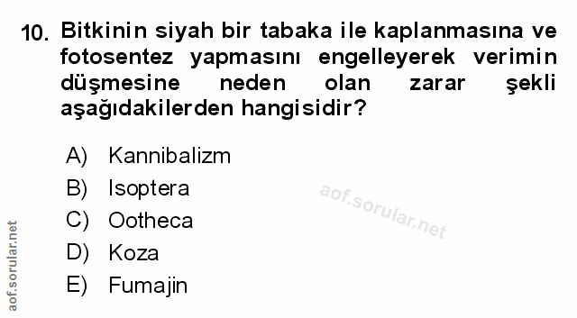 Soru 10