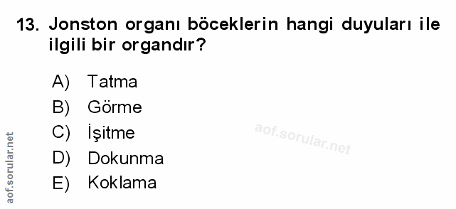 Soru 13