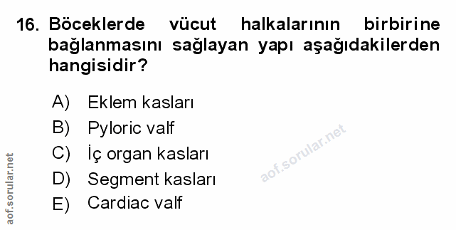 Soru 16