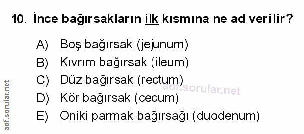 Soru 10