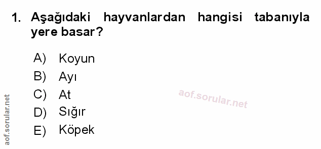 Soru 1