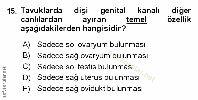 Soru 15