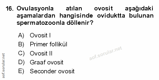 Soru 16