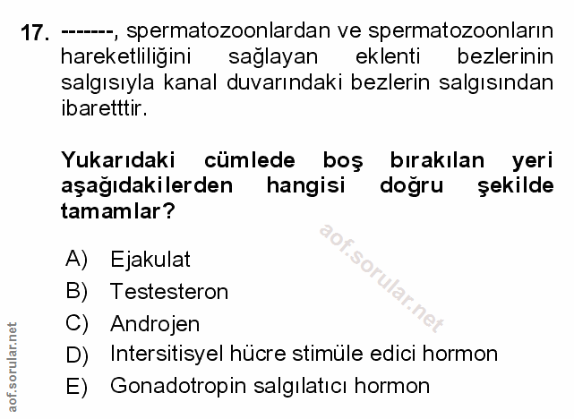 Soru 17