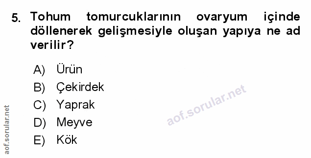 Soru 5
