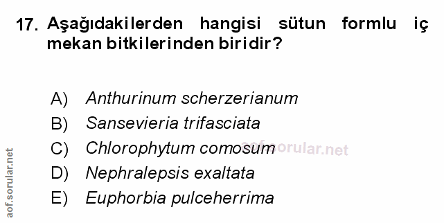 Soru 17
