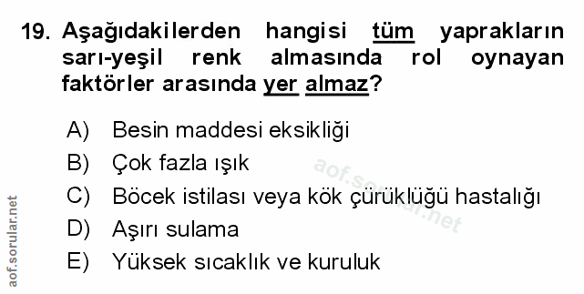 Soru 19