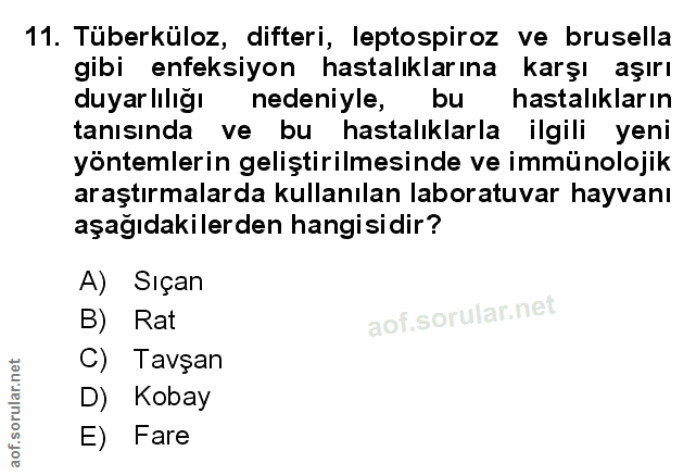 Soru 11