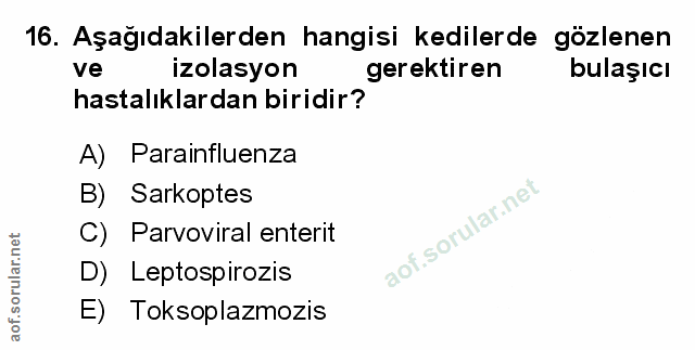 Soru 16