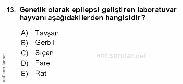 Soru 13