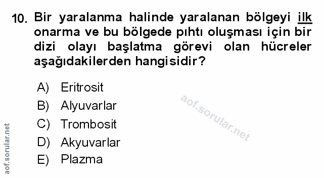 Soru 10