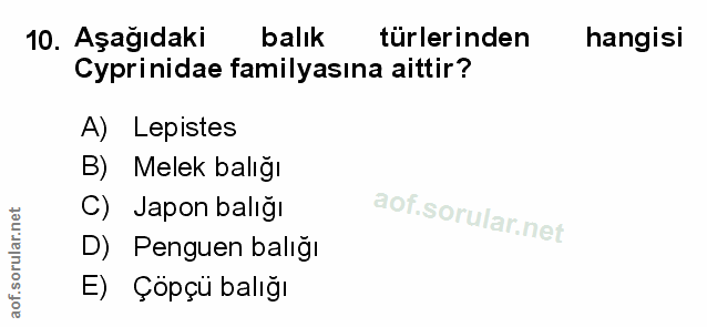 Soru 10