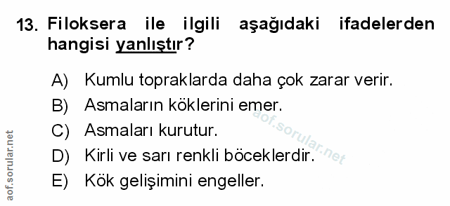 Soru 13