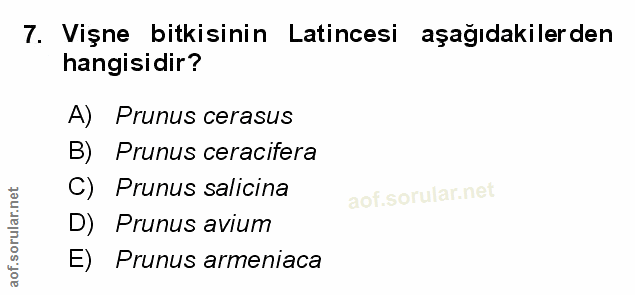 Soru 7