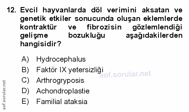 Soru 12