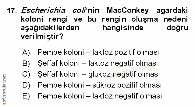 Soru 17