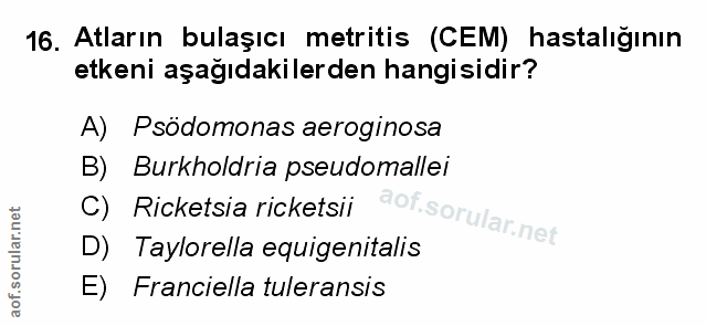 Soru 16