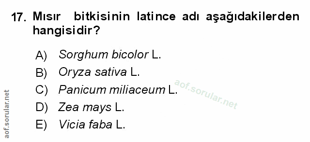 Soru 17