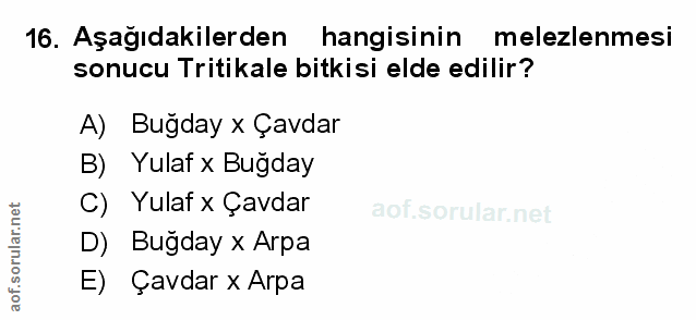 Soru 16