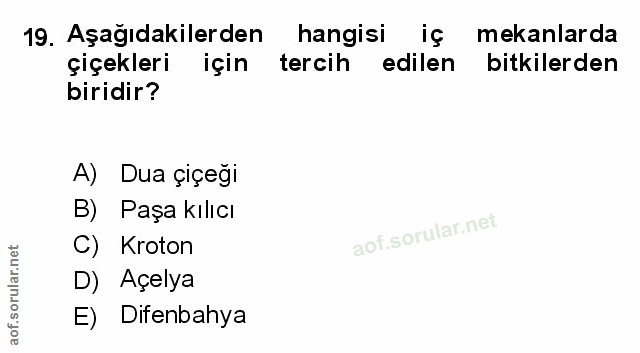 Soru 19