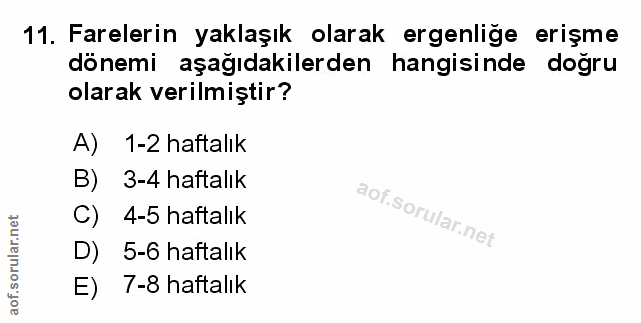 Soru 11