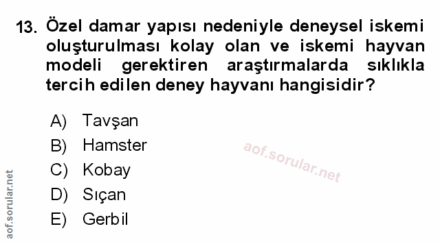 Soru 13