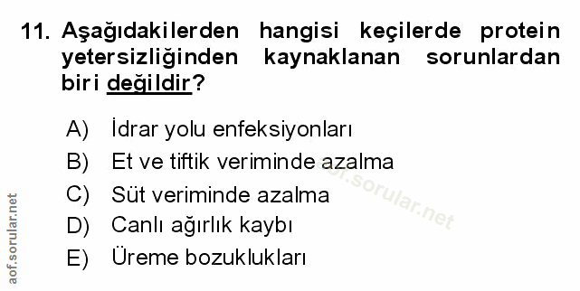 Soru 11