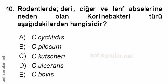 Soru 10