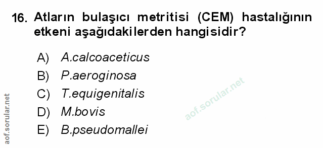 Soru 16