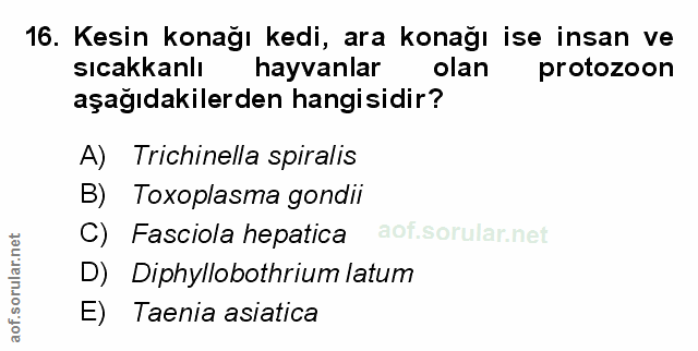 Soru 16