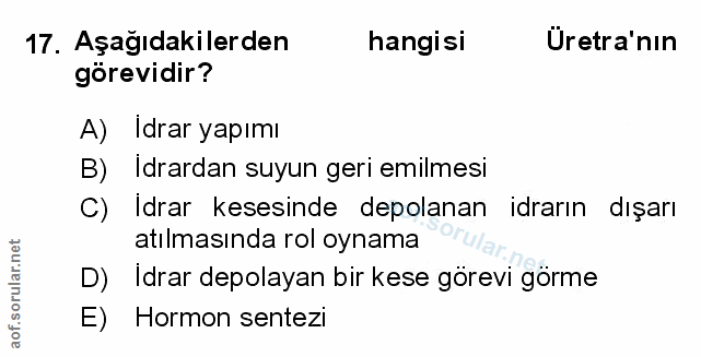 Soru 17