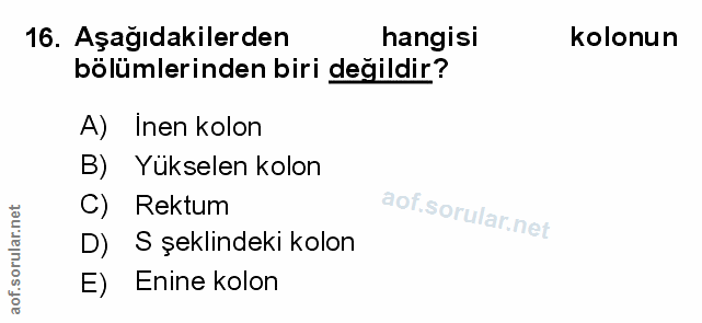 Soru 16