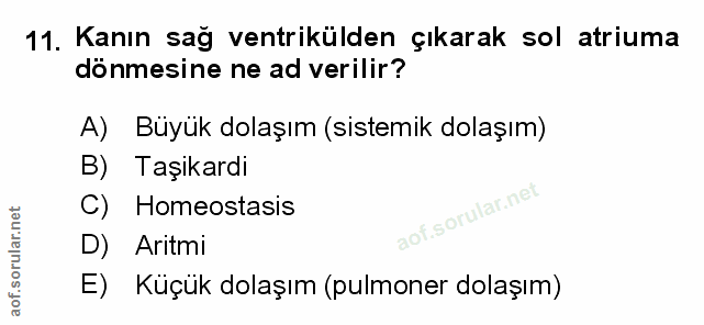 Soru 11