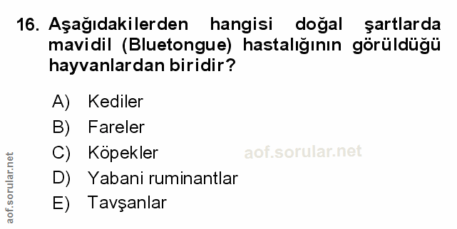 Soru 16