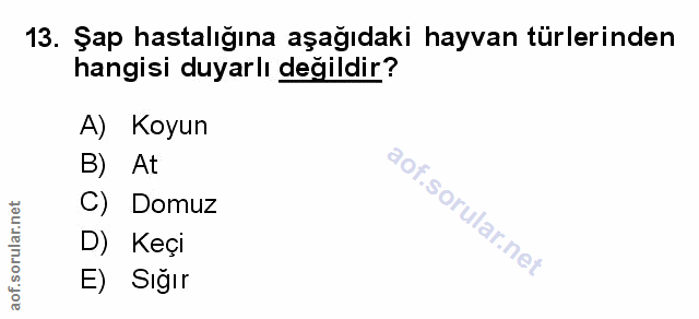 Soru 13