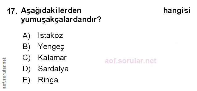 Soru 17