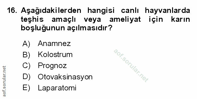 Soru 16