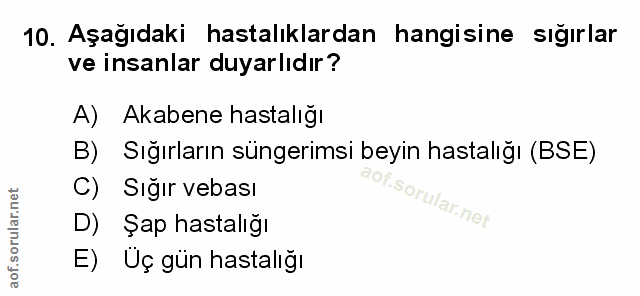 Soru 10