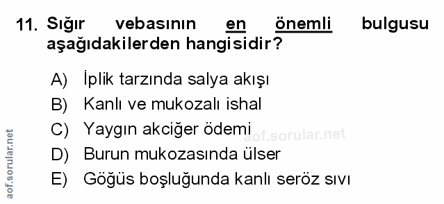Soru 11