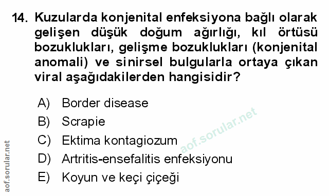Soru 14